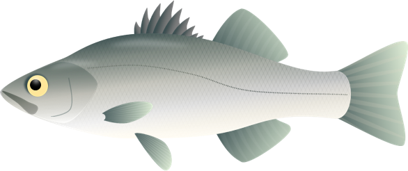 ヒラスズキ 海の魚 イラスト魚図鑑